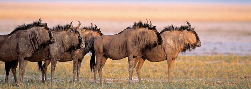 Gnus im Etosha Nationalpark Namibia