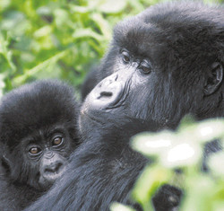 Gorillas mit Kind Ruanda