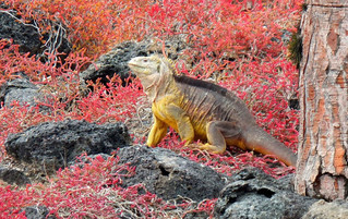 Galápagos Reisebericht - Landleguan auf Plaza Sur