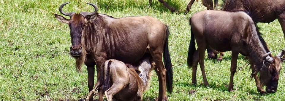 Kenia Reisebericht - Gnus in der Masai Mara Nationalreservat