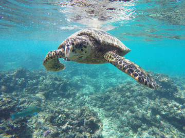 Reisebericht Seychellen - Schwimmende Wasserschildkröte