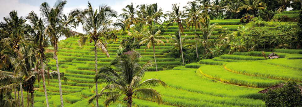 Reisterrassen auf Bali
