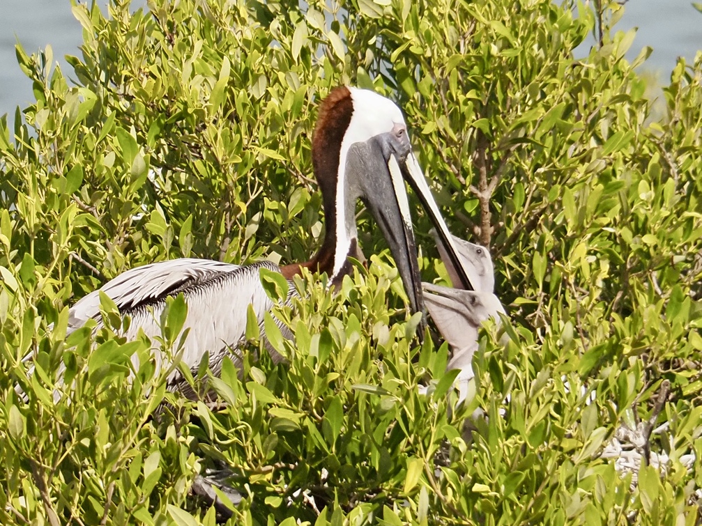 Pelikane auf der Isla de Pájaros