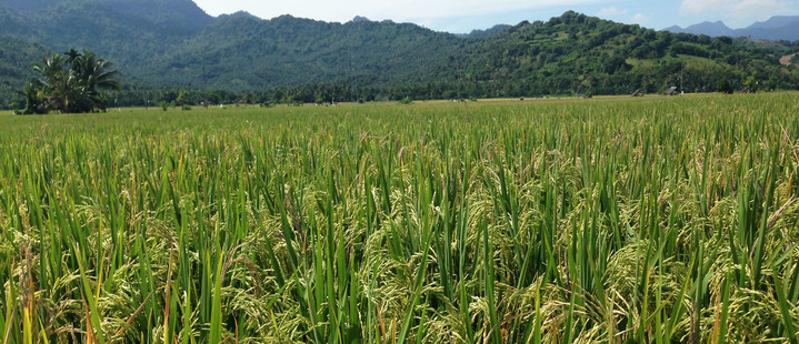 Lombok Reisebericht - Reisfelder auf Lombok