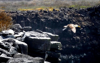 Galápagos Reisebericht - Galápagos Albatros