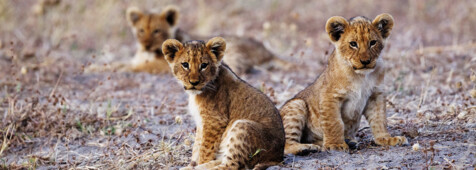 Chobe & Delta Abenteuer