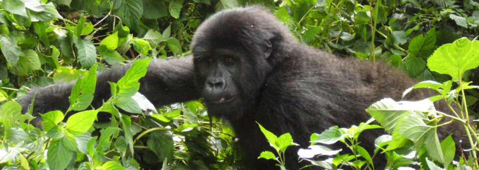 Bwindi Impenetrable Nationalpark - Gorilla