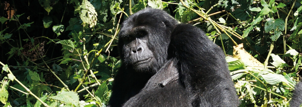 Gorilla im Vulkan Nationalpark