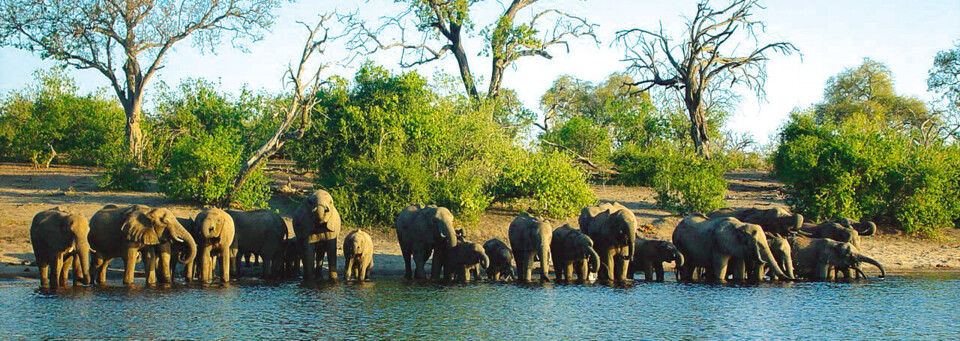 Elefanten am Wasserloch im Chobe Nationalpark