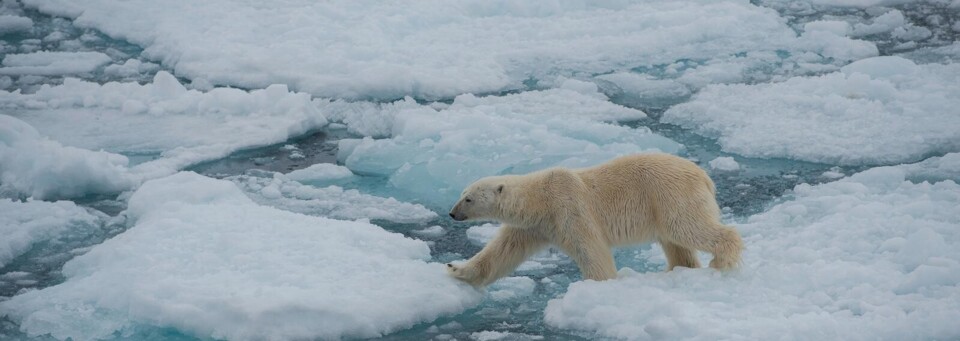 Im Reich der Eisbären