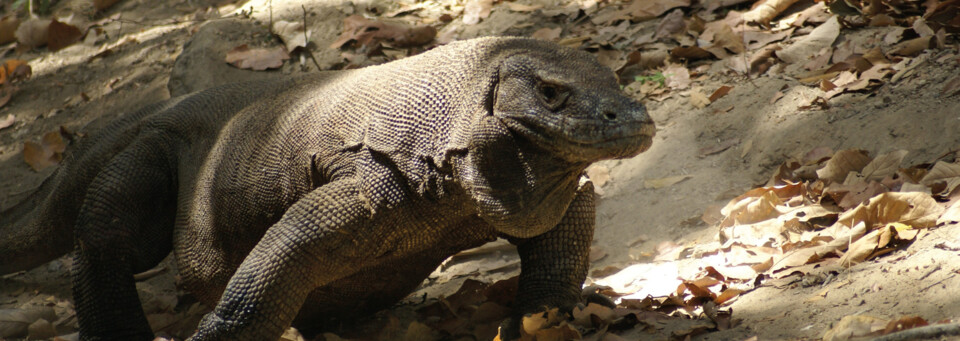 Komodowarane im Komodo Nationalpark