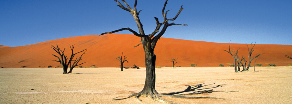 Sossusvlei Dead Vlei