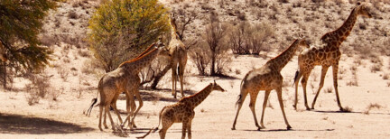 Etosha Nationalpark & Sambesi-Region