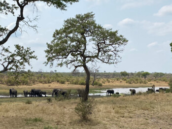 Südafrika Reisebericht: Balulue Nature Reserve