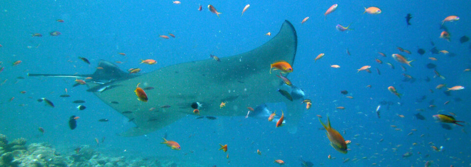 Mantarochen