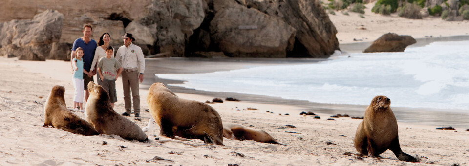 Seelöwenkolonie Kangaroo Island