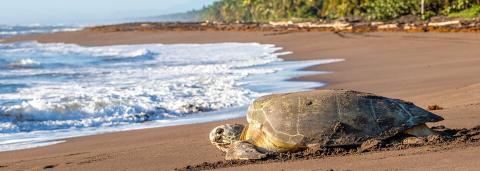 © Kenneth Vargas - stock.adobe.com Schildkröte im Tortuguero Nationalpark inCosta Rica