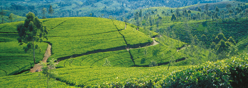 Teeplantage in Sri Lanka