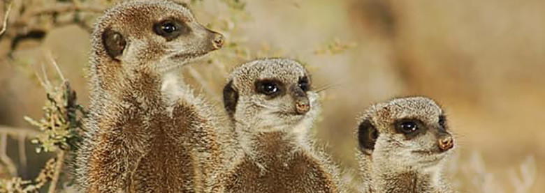 Reisebericht Südafrika: Erdmännchen in Oudtshoorn