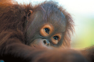 Affe in Borneo