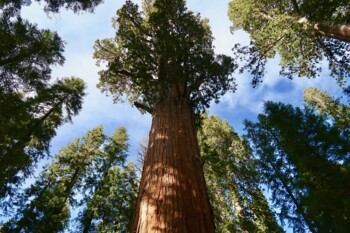 Mammutbäume im Sequoia Nationalpark, USA