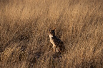 Central Kalahari Game Reserve, Botswana