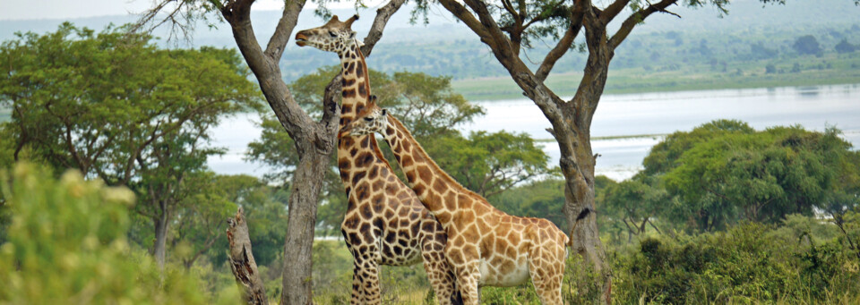 Rothschild-Giraffen