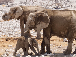 Reisebericht Namibia - Elefanten im Etosha Nationalpark