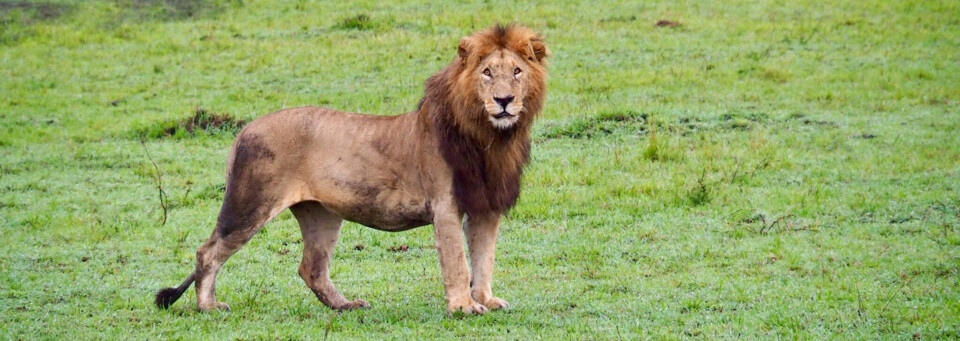 Kenia Reisebericht - Löwe in der Masai Mara