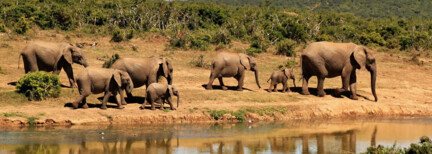 Krüger Nationalpark individuell entdecken