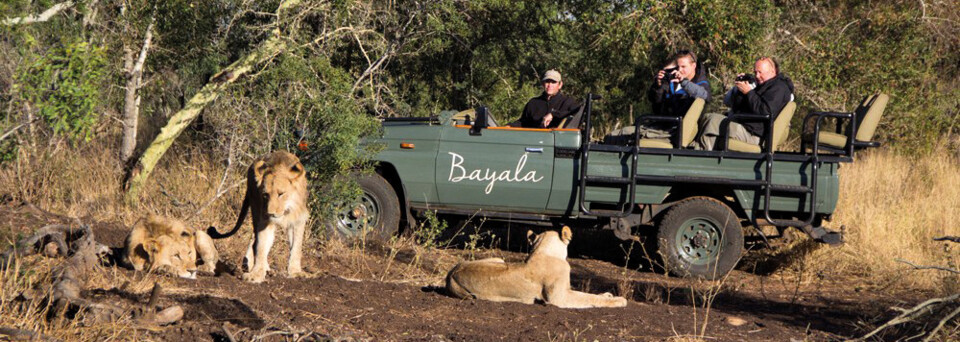 Safari der Bayala Private Game Lodge