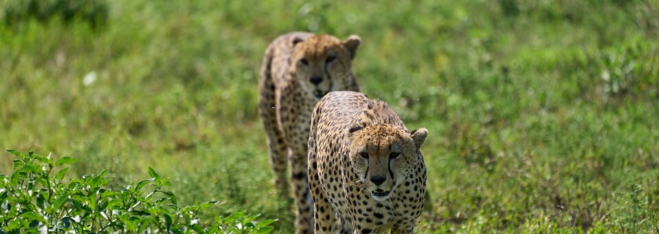 Gepard im Ngorongoro Nationalpark in Tansania