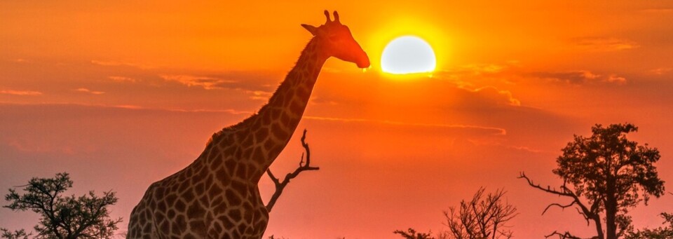Giraffe im Krüger Nationalpark, Südafrika