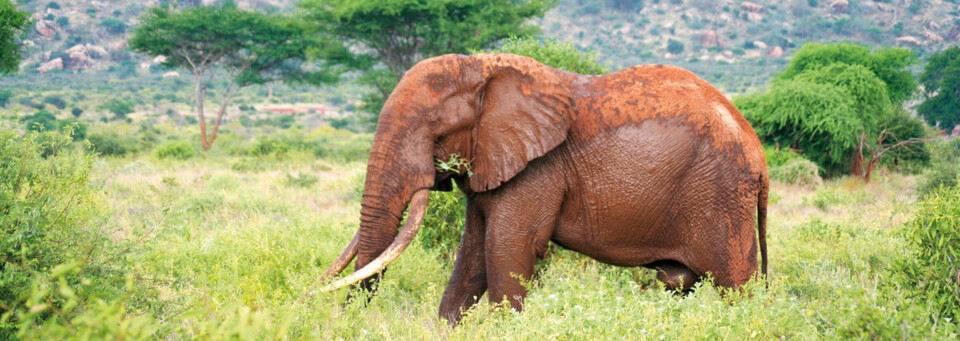 Elefant im Tsavo Nationalpark