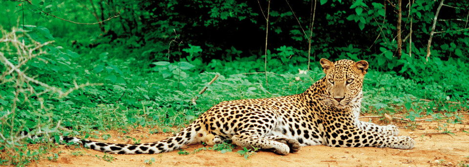 Leopard im Yala National Park