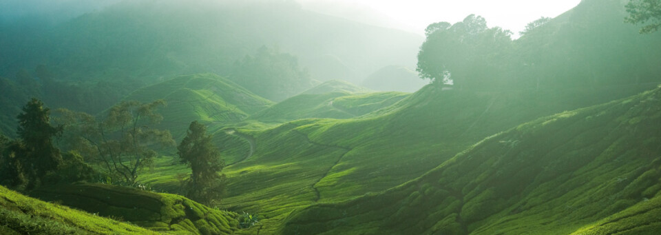 Cameron Highlands Teeplantage