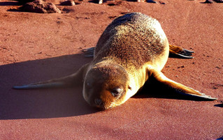 Galápagos Reisebericht - Insel Rabida Seelöwe und roter Sand
