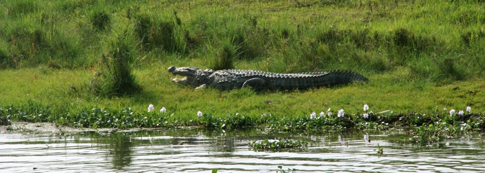 Krokodil - Chitwan Nationalpark