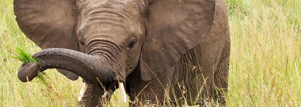 Kenia Reisebericht - Elefantenbaby im Masai Mara Reservat
