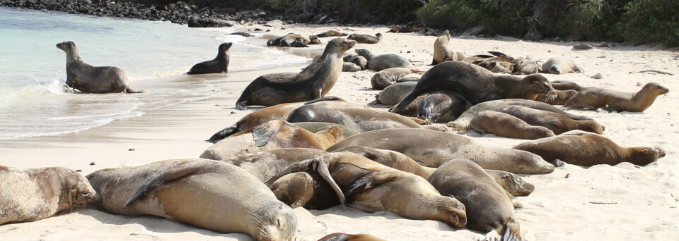 Seelöwen am Strand von Santa Fé