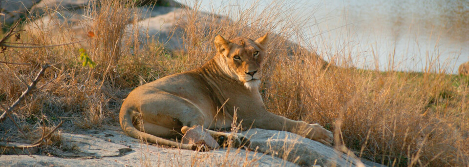 Löwe im Krüger Nationalpark