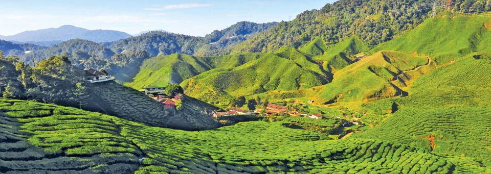 Cameron Highlands