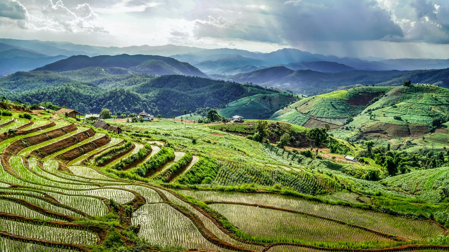 Reisfelder bei Chiang Mai