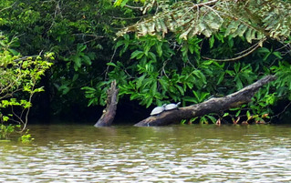 Ecuador Reisebericht - Wasserschildkröten im Cuyabeno Naturreservat