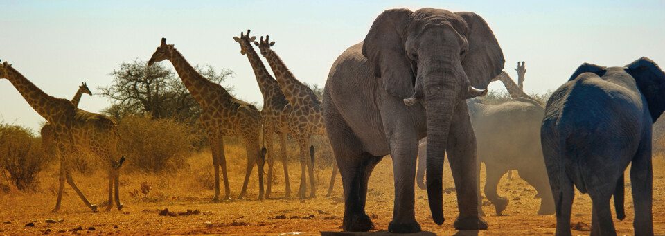 Tiere im Etosha Nationalpark
