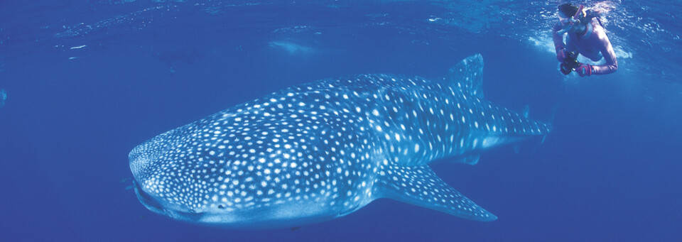 Ningaloo Reef Schnorcheln mit Walhai