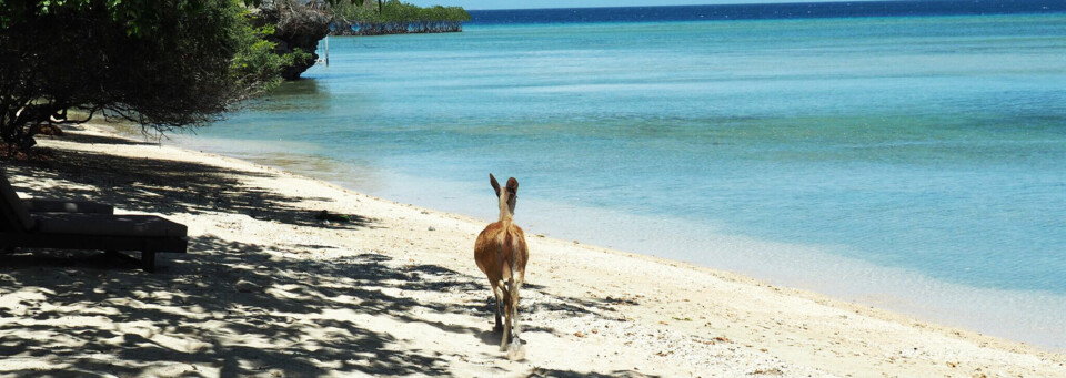 Reh am Strand im West Bali Nationalpark