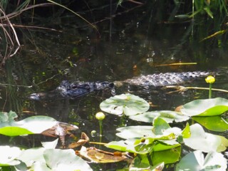 Alligatoren am HP Williams Roadside Park