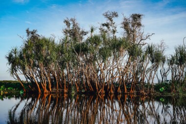  Yellow River, Cooinda, Kakadu National Park