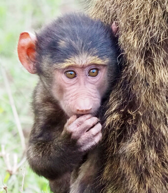 Reisebericht Kenia - Pavian-Baby am Lake Nakuru